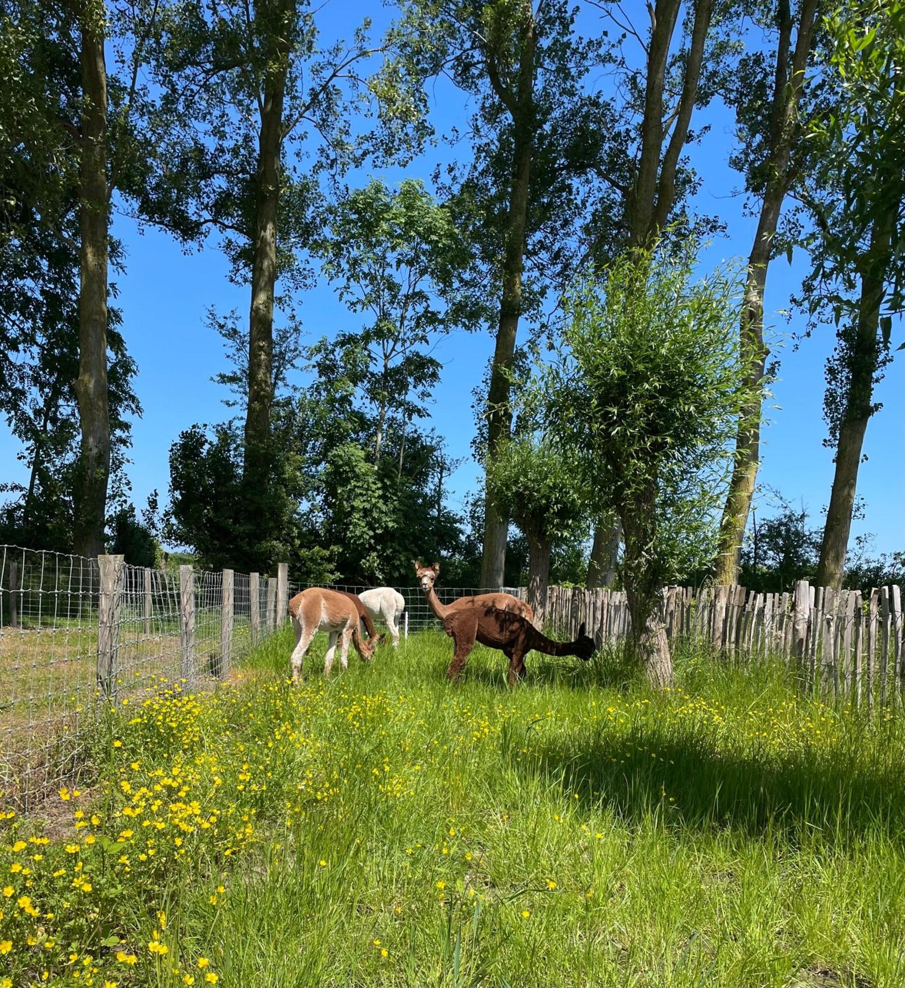 Nieuw Landelijk Vakantiehuis Aan Zee Oostkapelle Exteriör bild
